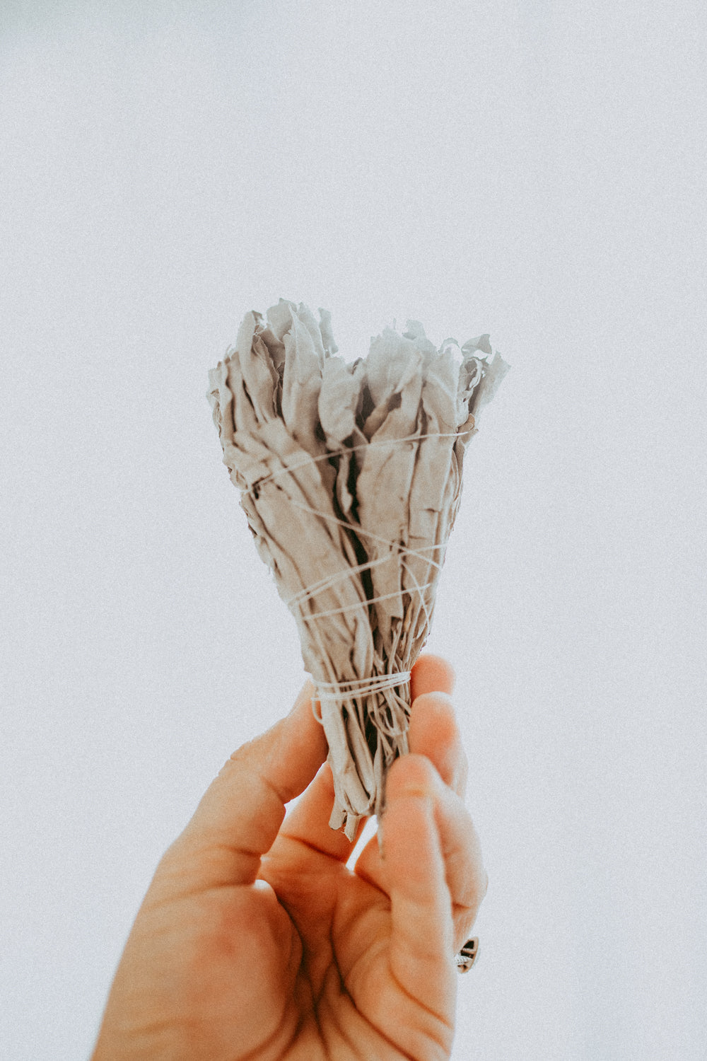 Organic NZ Grown White Sage Bundle